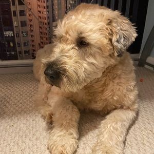 🔥My puppy wanted to tell u about our new DEAL🔥